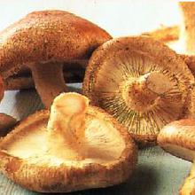 Shiitake1