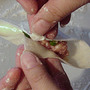 Wonton